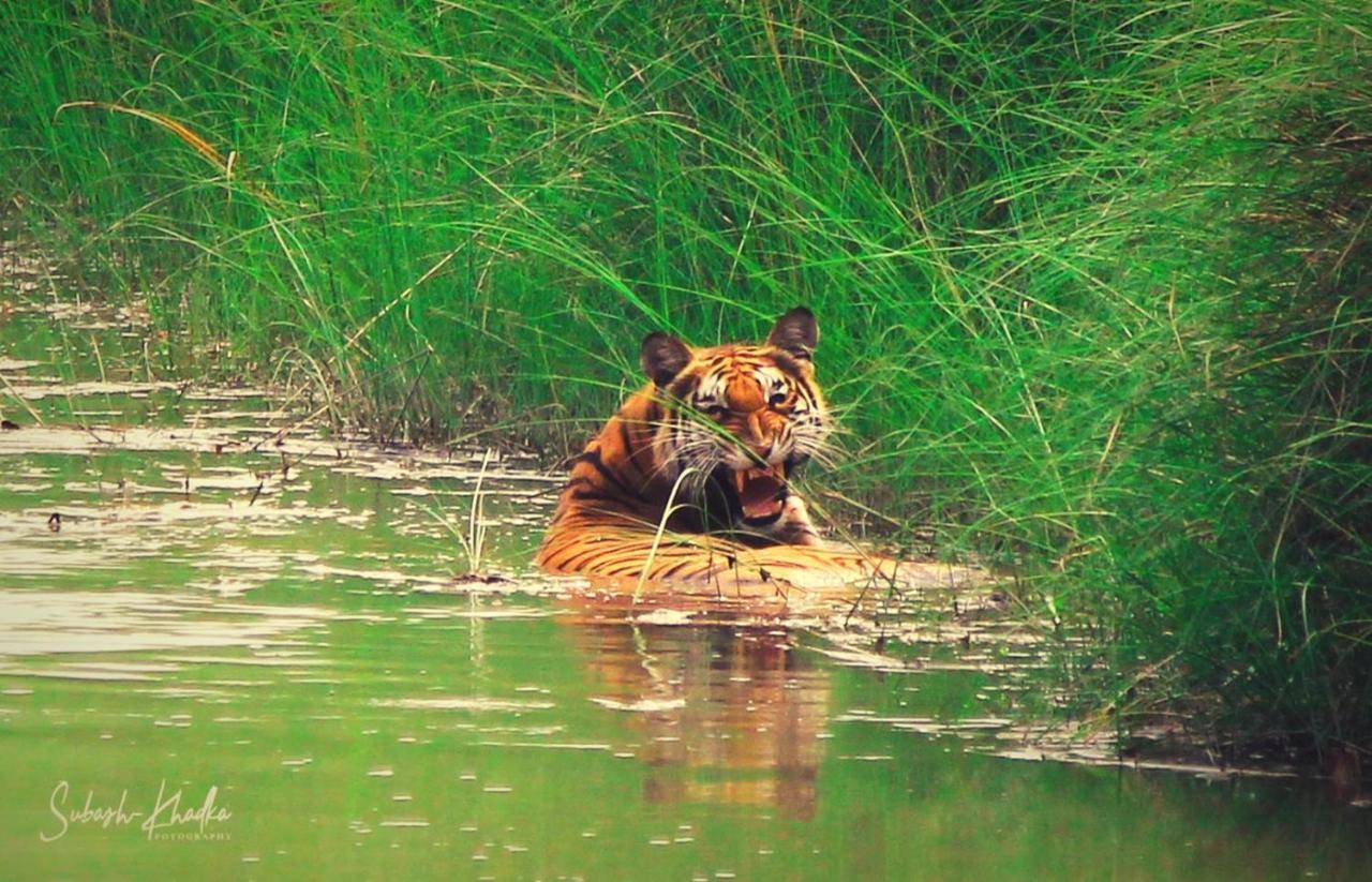 Bardia Jungle Cottage Bardiya Exteriér fotografie