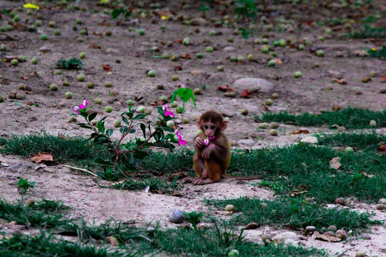 Bardia Jungle Cottage Bardiya Exteriér fotografie